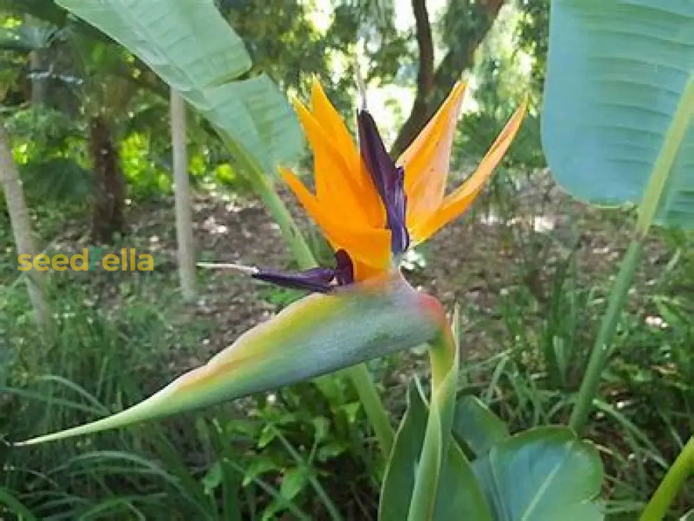 Strelitzia Reginae Seeds For Planting Plant Seeds