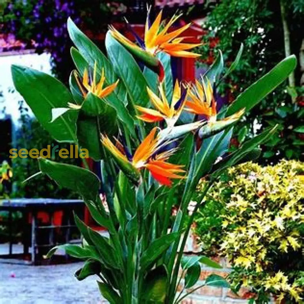 Strelitzia Reginae Seeds For Planting Plant Seeds