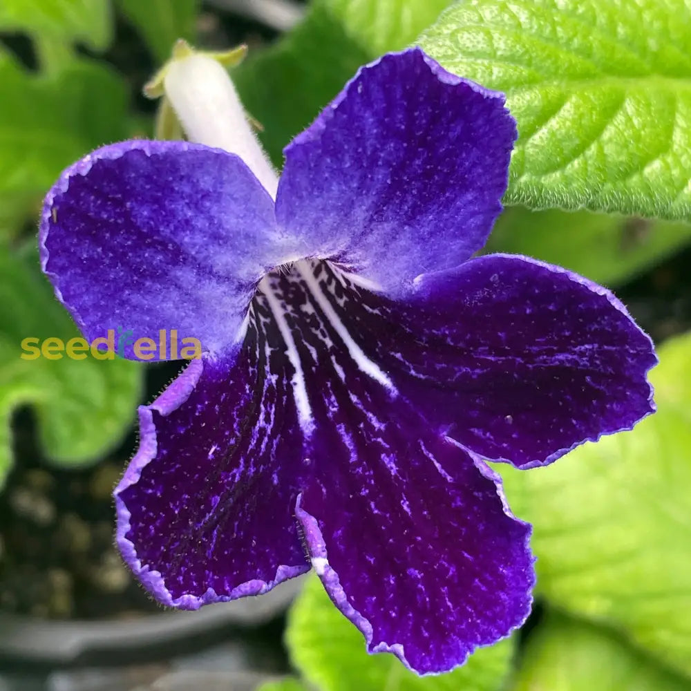 Streptocarpus Flower Seeds For Vibrant Blooms  Perfect Gardening & Planting