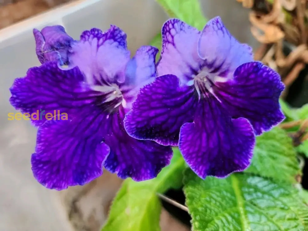 Streptocarpus Flower Seeds For Vibrant Blooms  Perfect Gardening & Planting