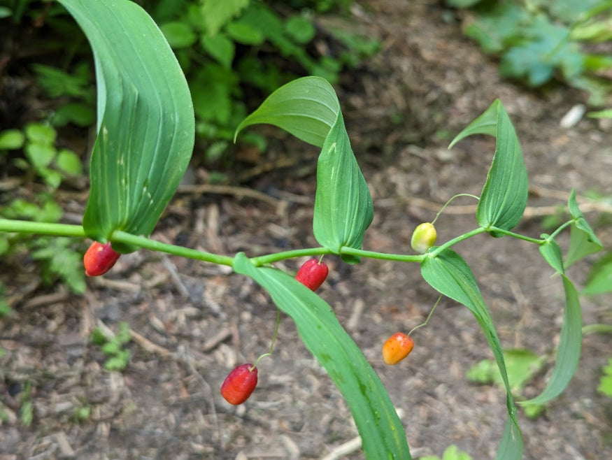 Bell-shaped flowers of Watermelon Berry in bloom