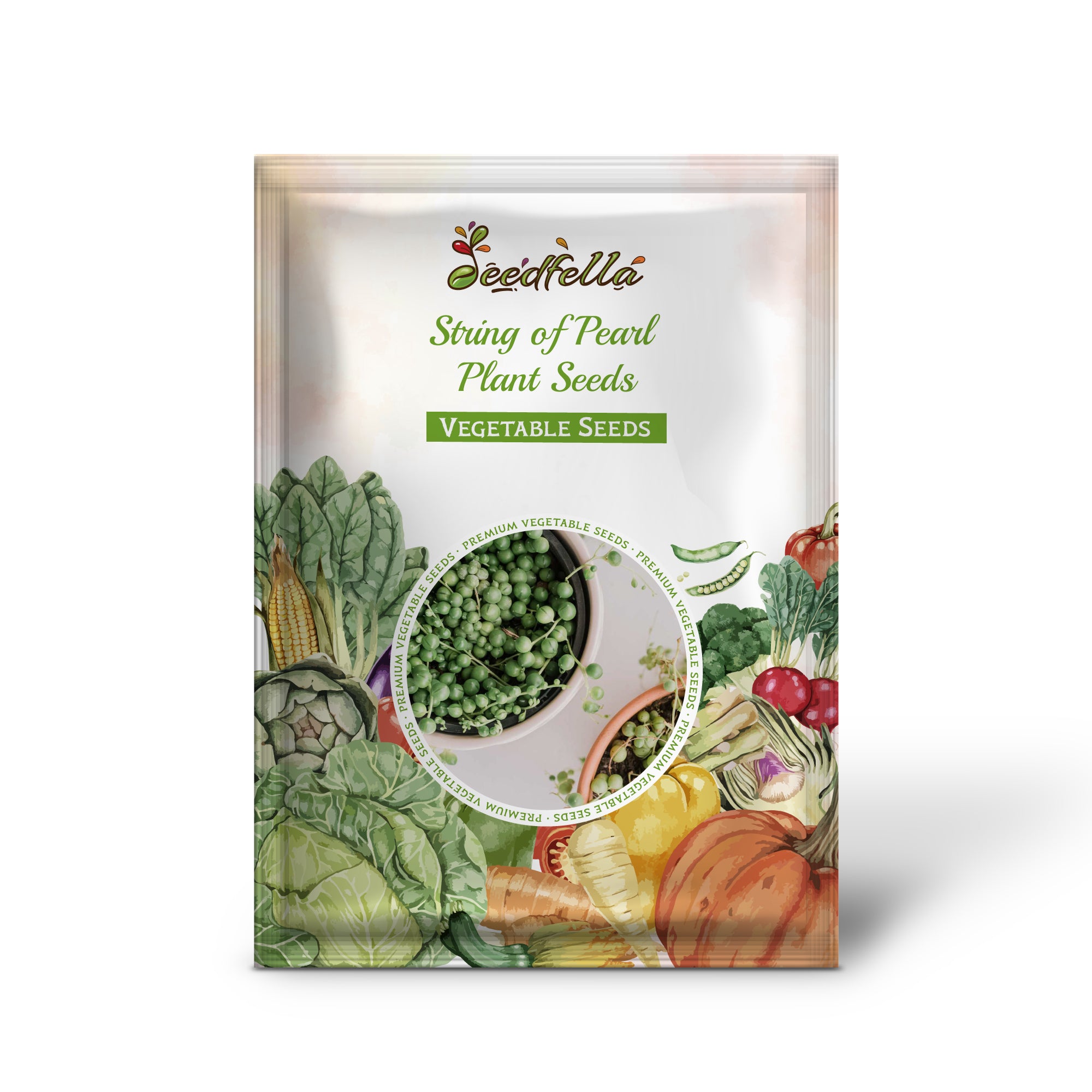 String of Pearl plant growing in hanging planter indoors