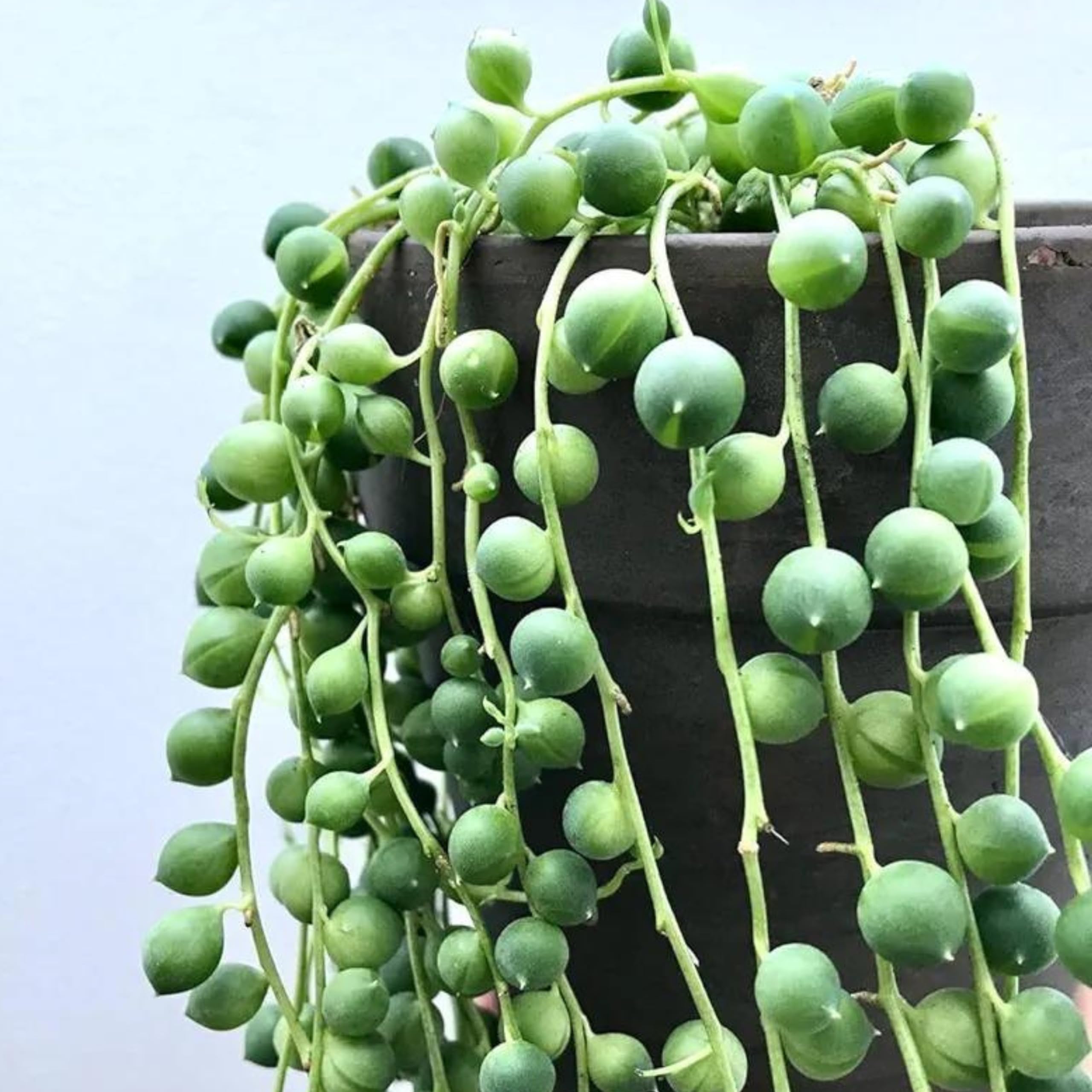 Young String of Pearl seedlings ready for transplant