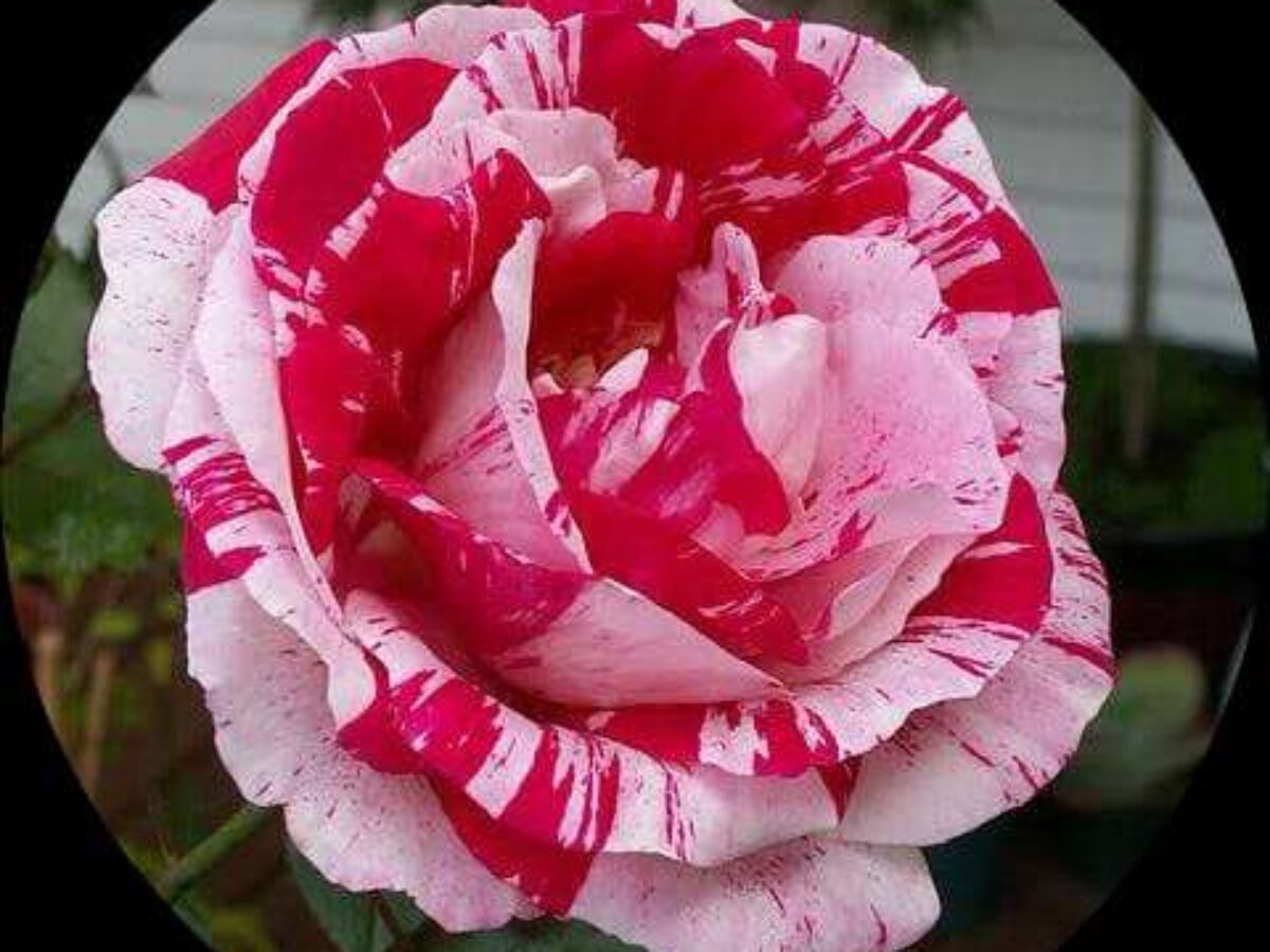 Strip Shrub Rose Seeds for Planting