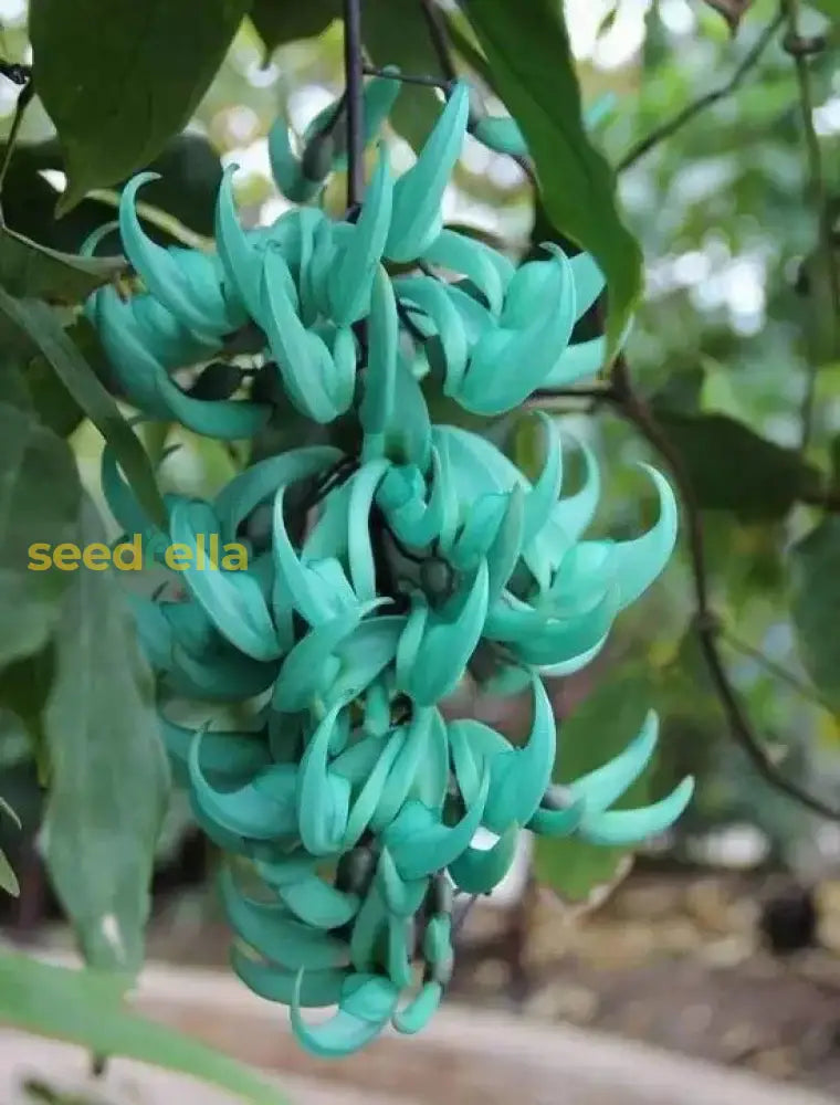 Strongylodon Flower Seeds For Planting  Grow Vibrant Blooms In Your Garden