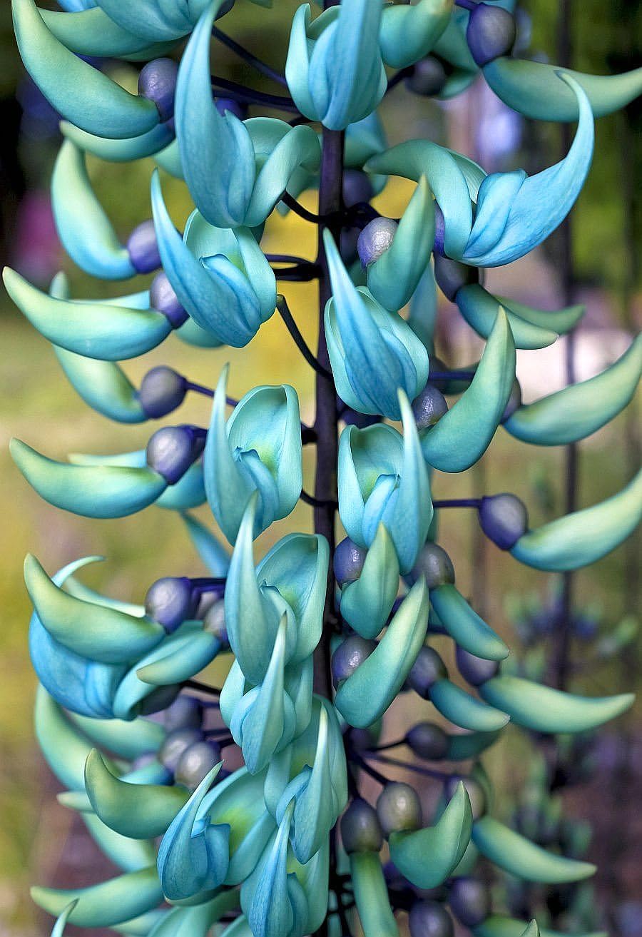 Strongylodon Macrobotrys Flower Seeds for Planting