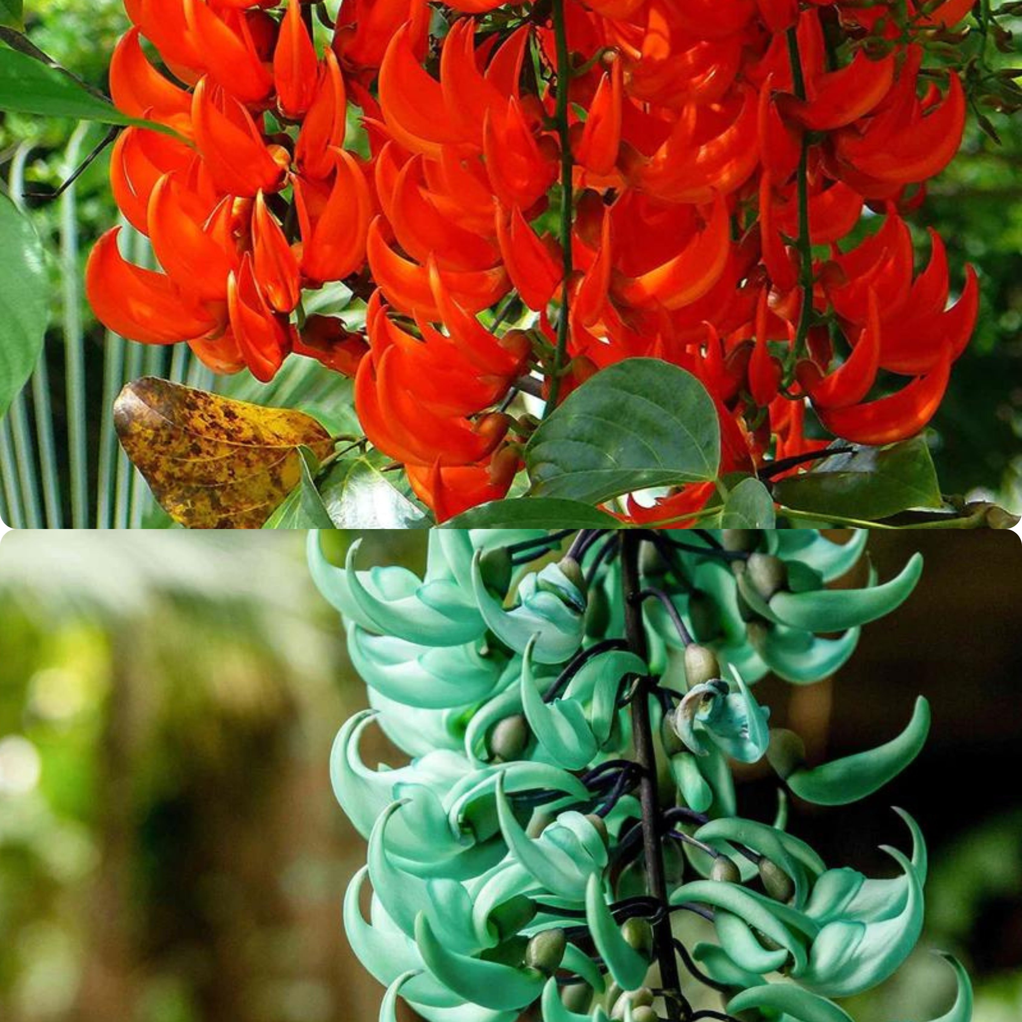 Strongylodon Macrobotrys Orange Blooms in Garden