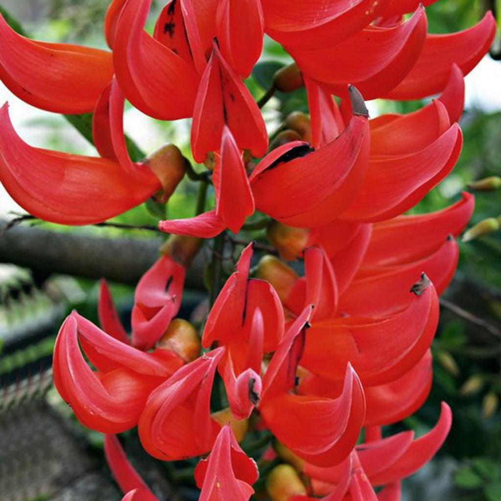 Red Strongylodon Macrobotrys seeds for vibrant garden blooms

