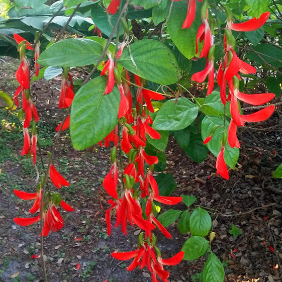Red Strongylodon Macrobotrys seeds for trellises and garden beds
