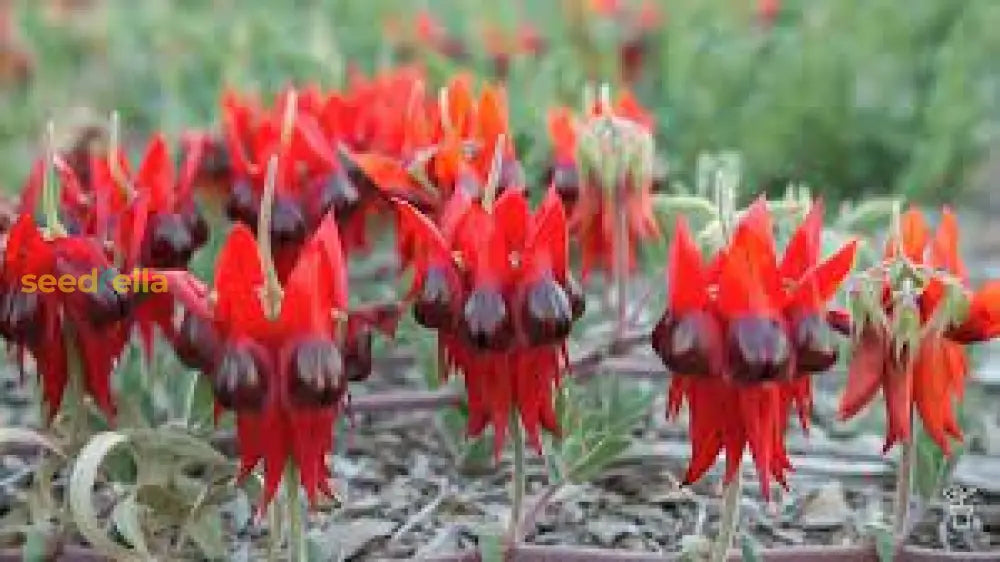 Sturtâ€™s Red Flower Seeds For Planting - Vibrant Blooms Your Garden