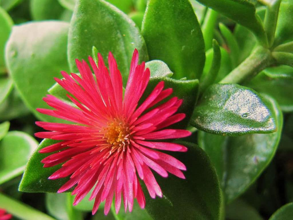 Planting Ground For Aptenia Cordifolia Flower Seeds