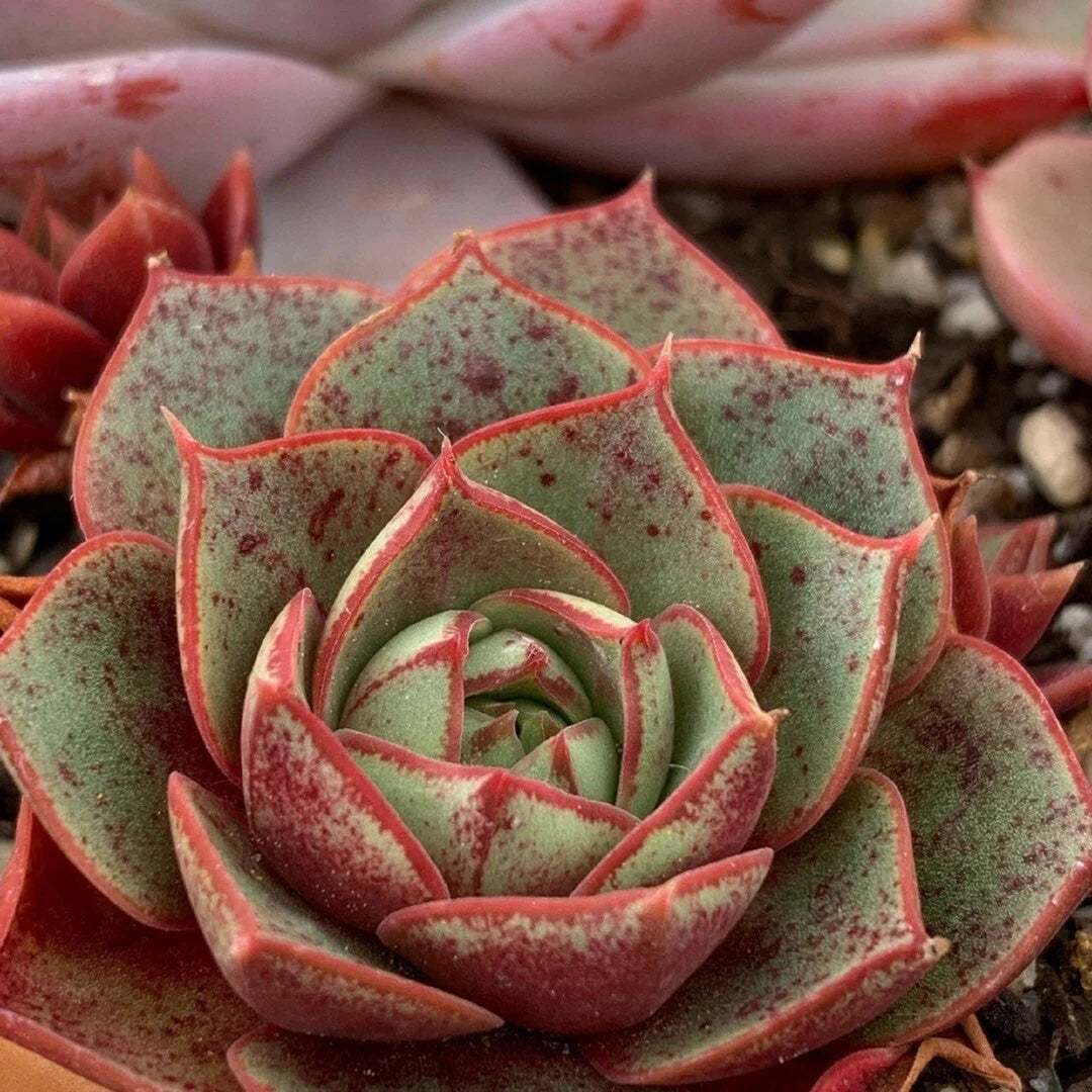 Succulent Light Red Echeveria Purpusorum Plants for Containers and Rock Gardens