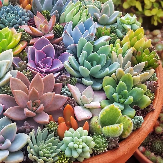 Succulent Planting Seeds for Growing Succulent Plants