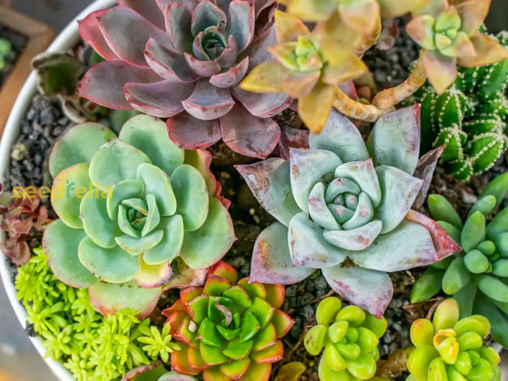 Succulent Seeds: Essential Planting Tips