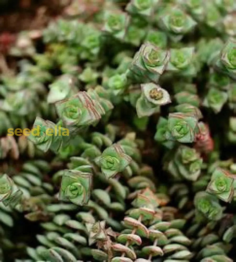 Succulent Seeds For Planting - Easy To Grow Indoor & Outdoor Plants Plant Seeds