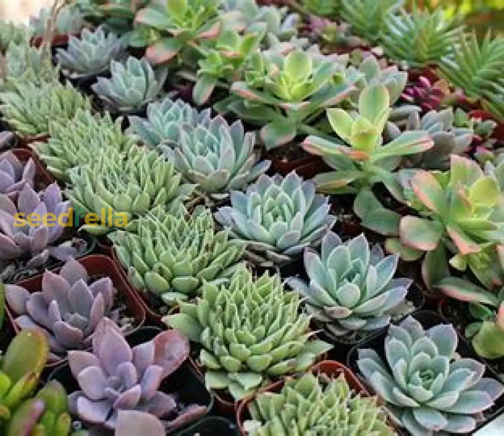 Succulent Seeds For Planting - Easy To Grow Indoor & Outdoor Plants Plant Seeds