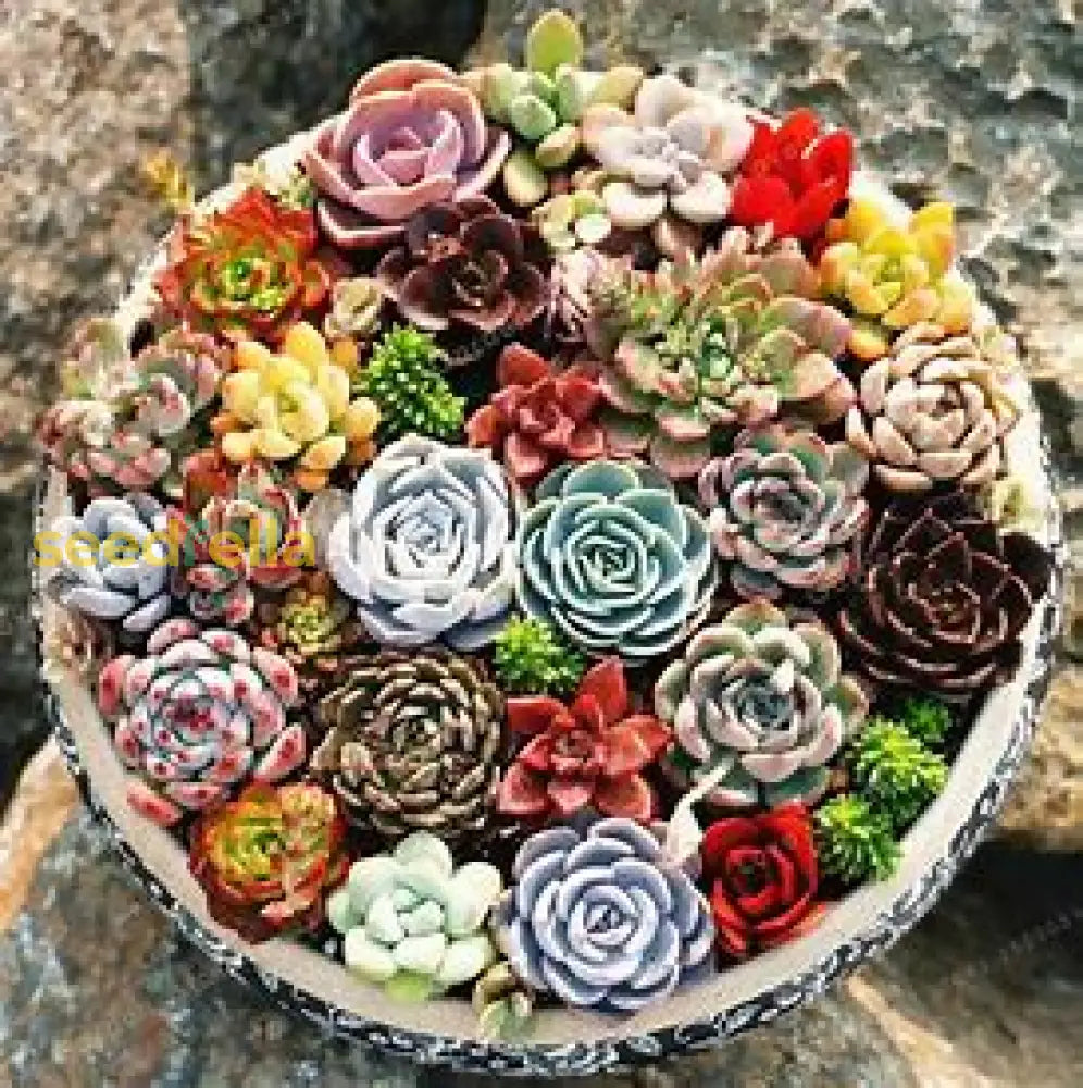 Succulent Seeds For Planting: Grow Your Own Plants