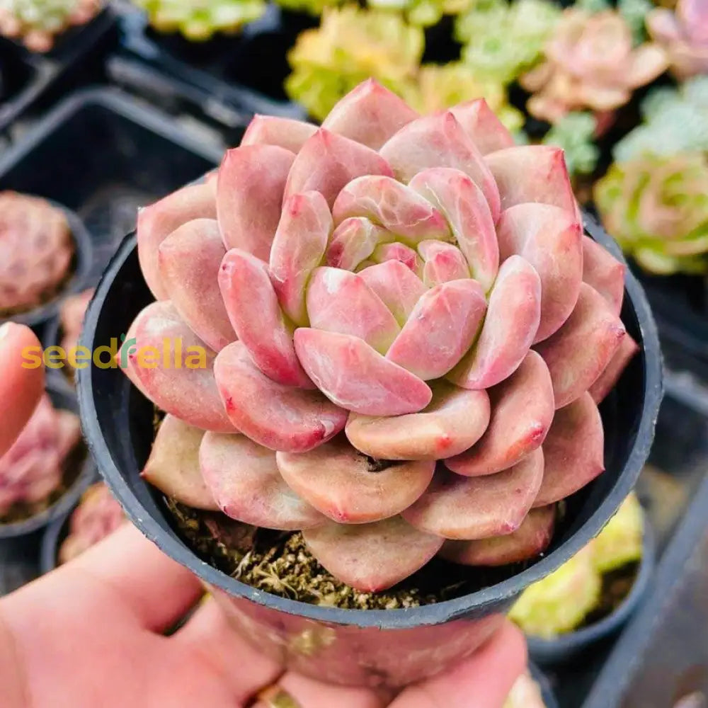 Succulents Plant Seeds Pale Pink