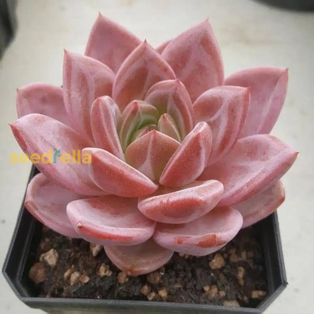 Succulents Plant Seeds Pale Pink