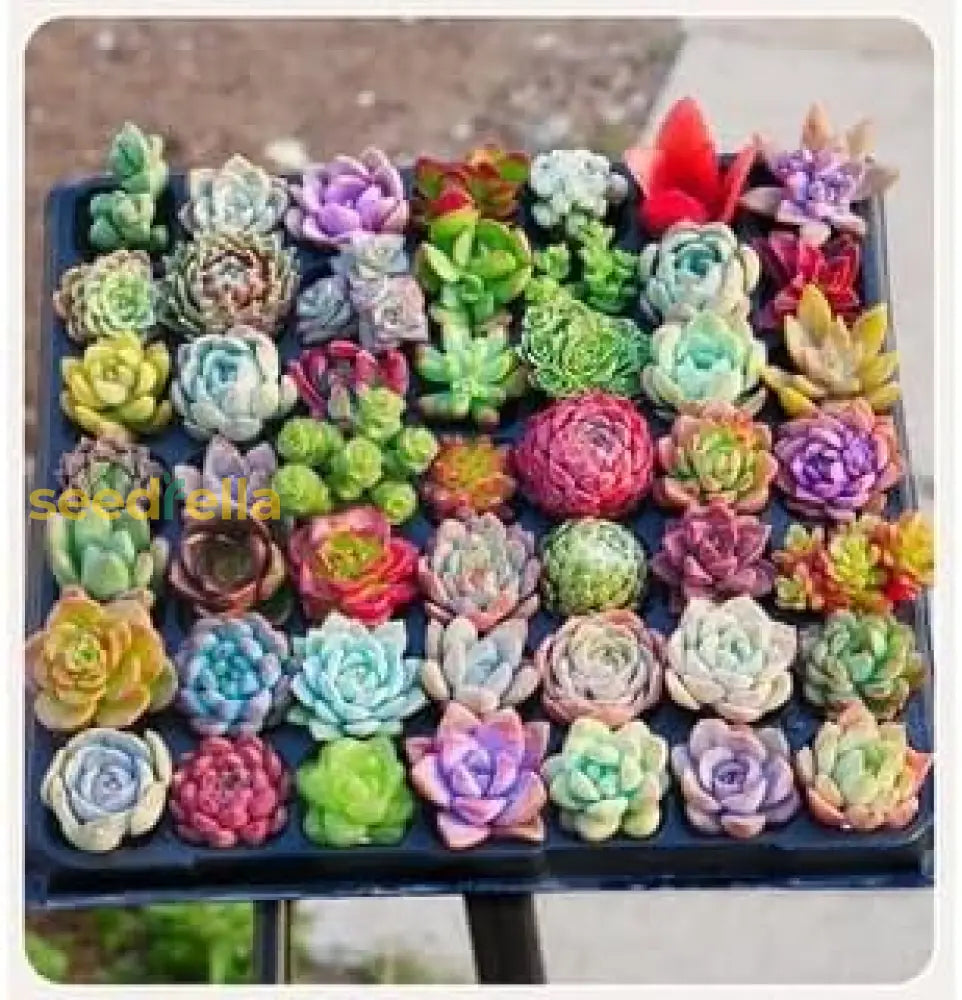 Succulents Planting Flower Bonsai Seeds