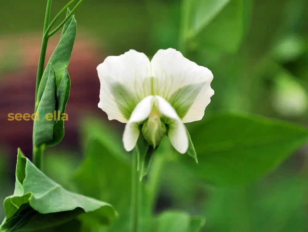 Sugar Ann snap pea growing guide