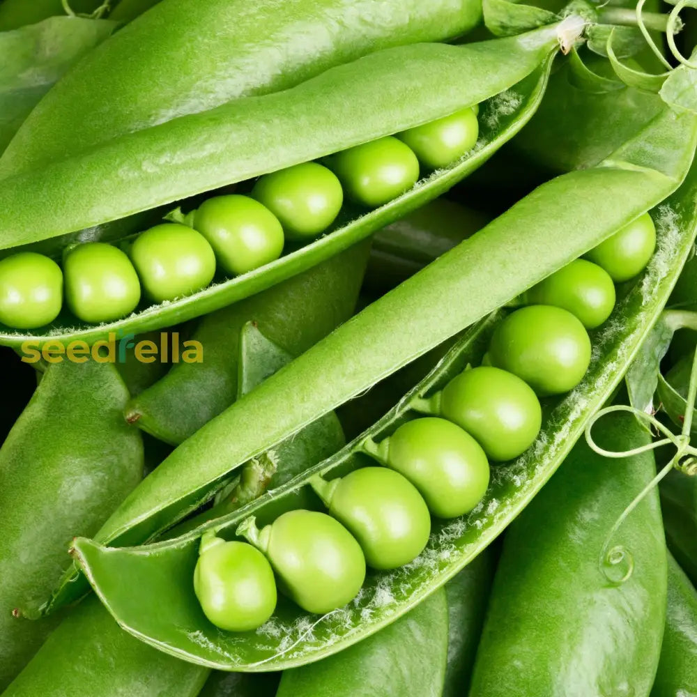 Sugar Ann Snap Pea Planting Seeds