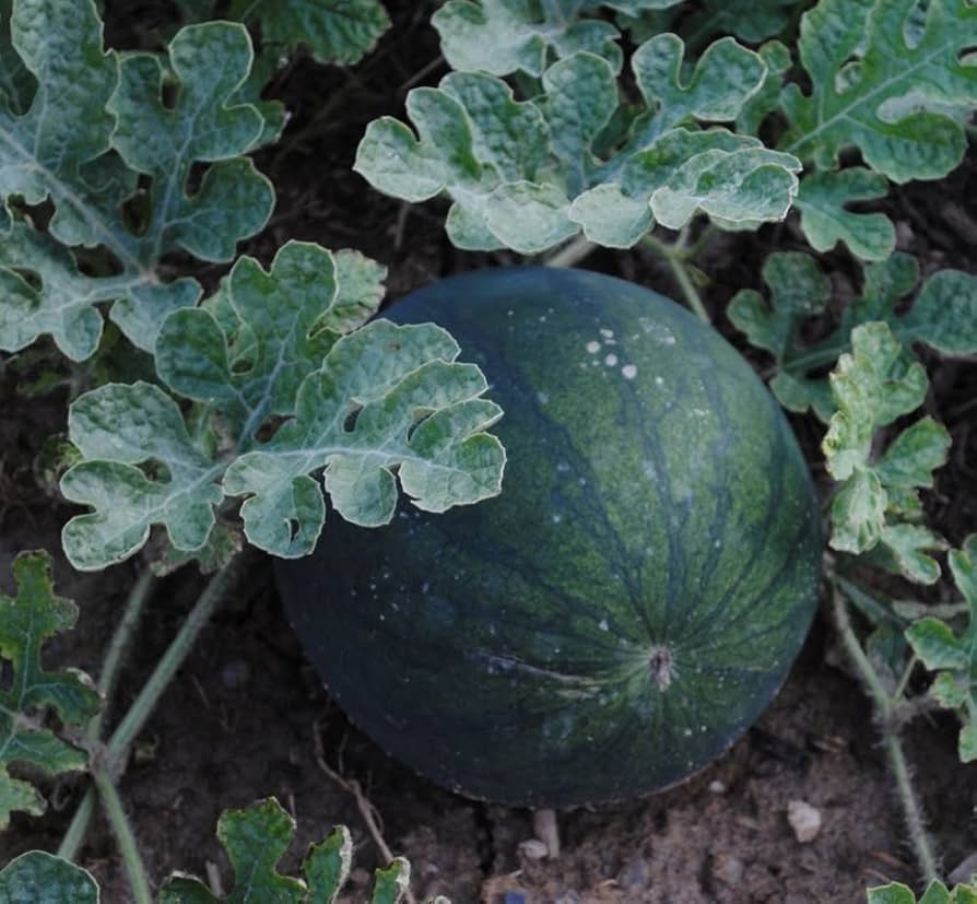 Sugar Baby Anguria Seeds for sweet small watermelons
