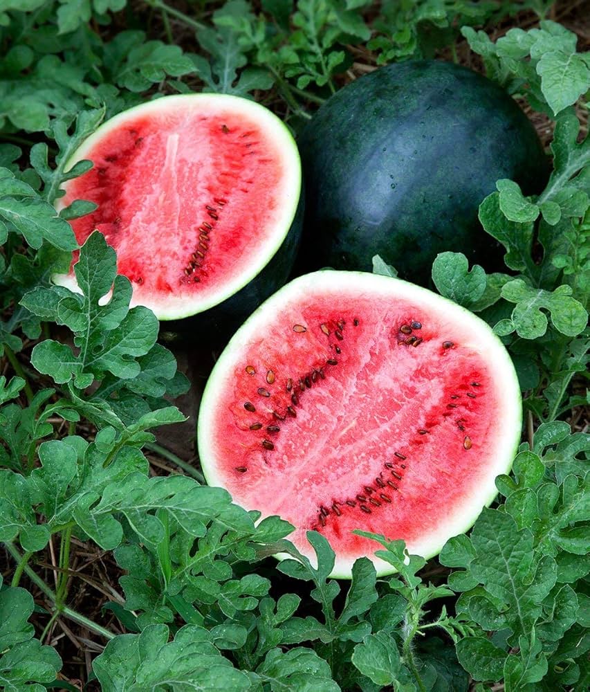 Sugar Baby watermelon plants grown from Anguria seeds