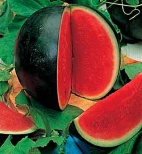 Sugar Baby watermelon seeds for planting