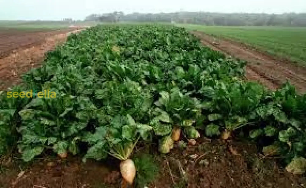 Sugar Beet Heirloom Vegetable Seeds Seeds