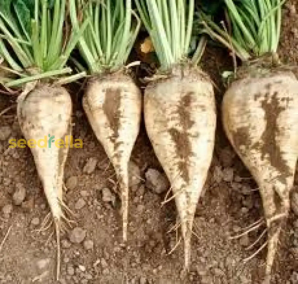 Sugar Beet Heirloom Vegetable Seeds Seeds