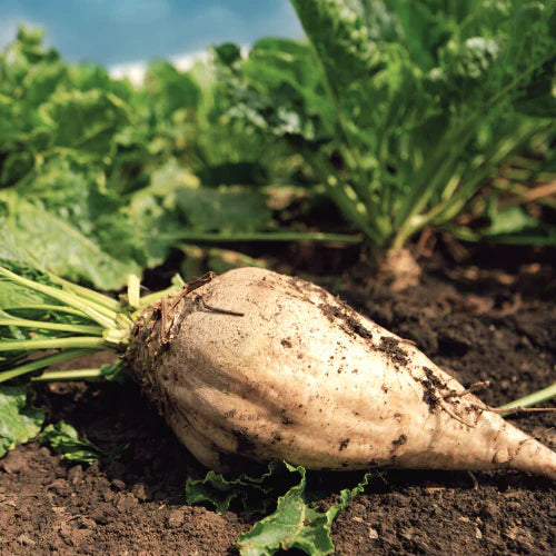 Sugar Beet root growing from seeds