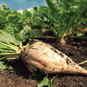 Sugar Beet Heirloom Vegetable Seeds