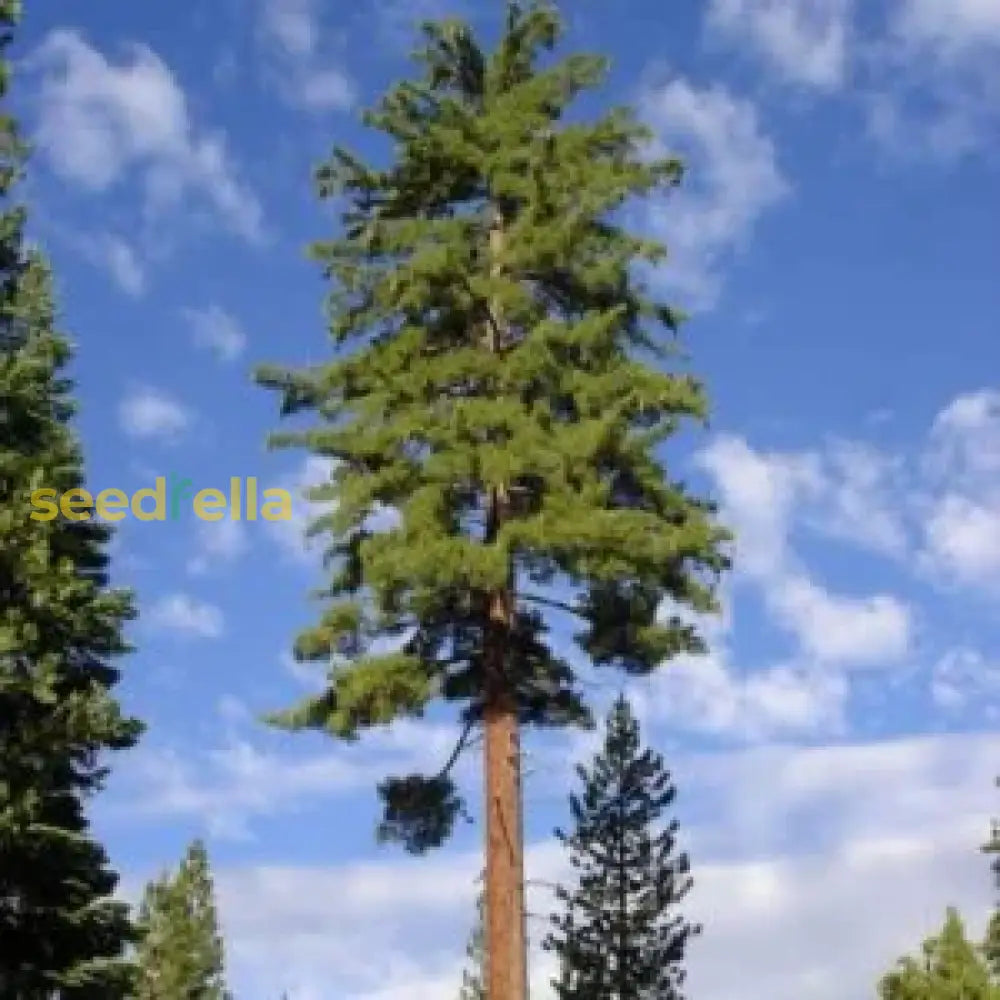 Sugar Pine Tree Seeds For Planting