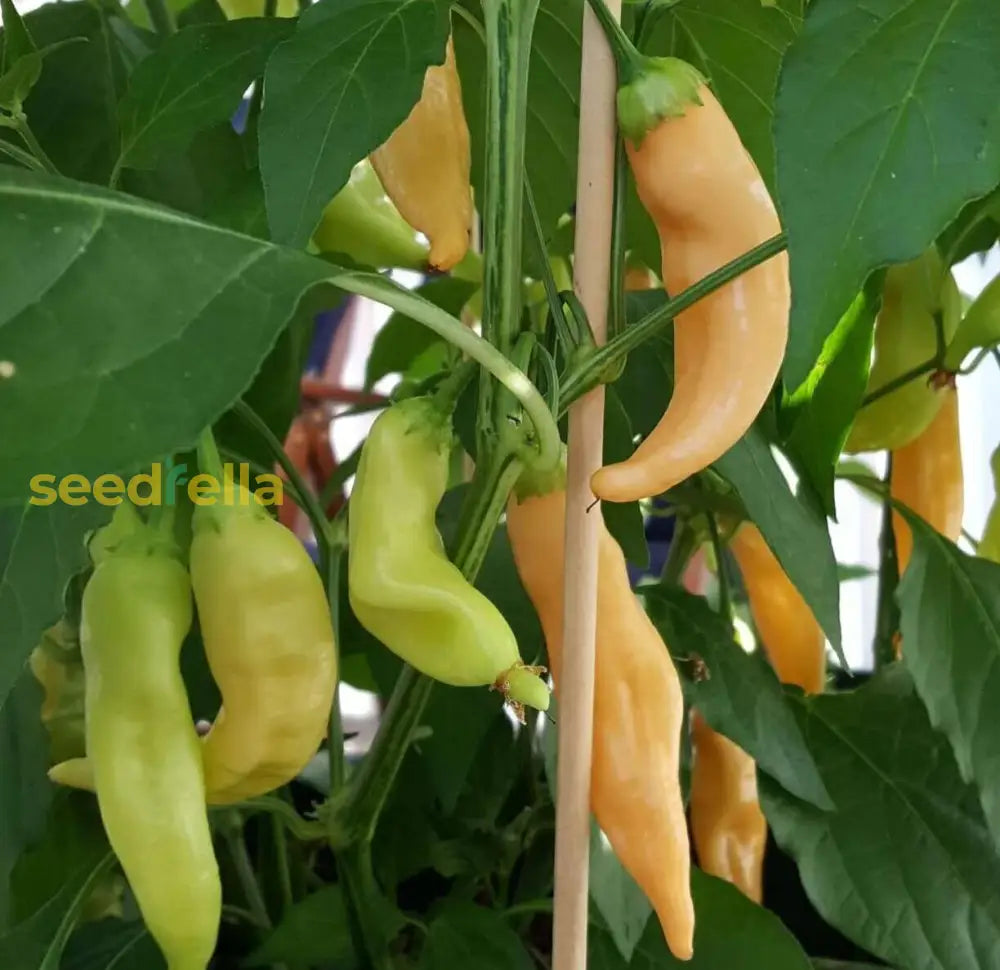 Sugar Rush Peach pepper planting guide