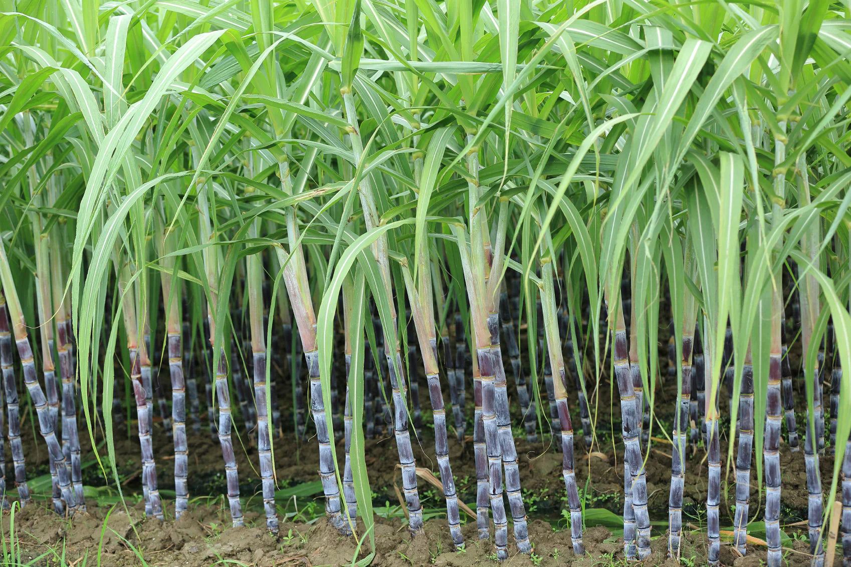 Sugarcane seed germination and planting instructions