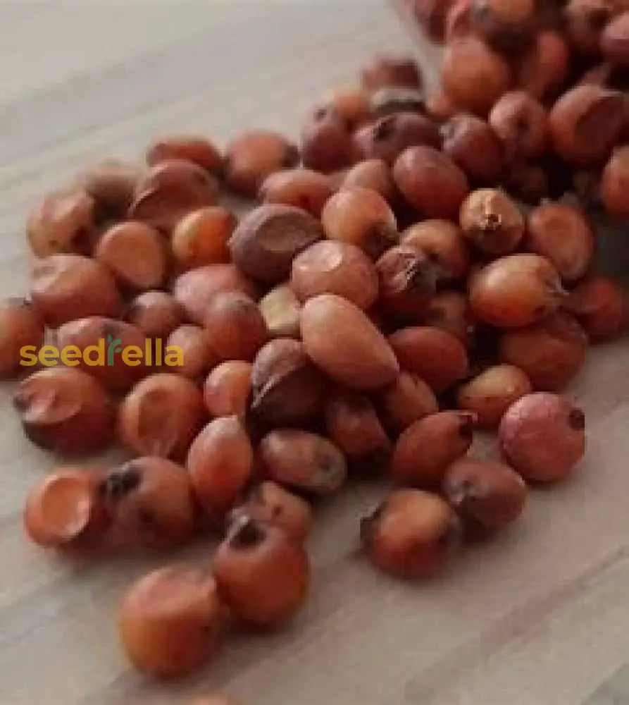 Sugarcane Seeds For Planting Plant Seeds