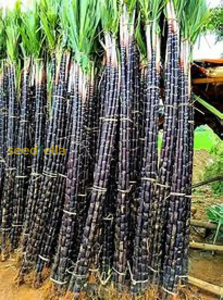 Sugarcane Seeds For Planting Plant Seeds