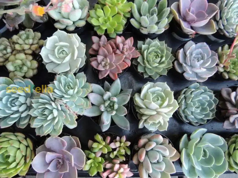 Sukkulente Plant Seeds For Gardening & Planting: Grow Your Own Beautiful Succulents