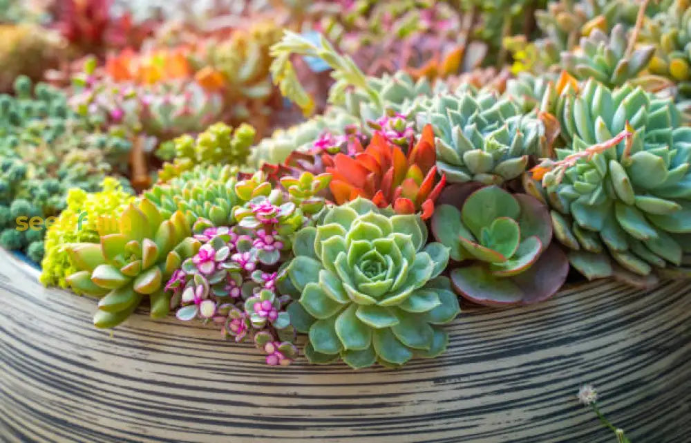 Sukkulente Plant Seeds For Gardening & Planting: Grow Your Own Beautiful Succulents