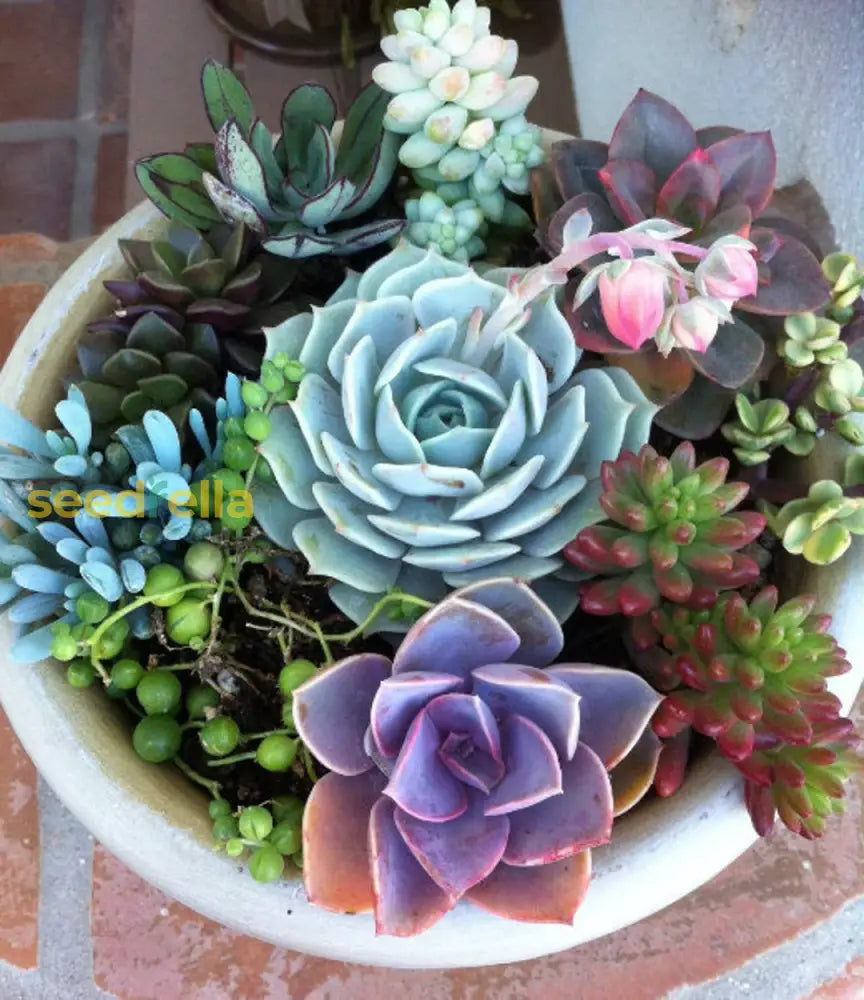 Sukkulente Plant Seeds For Gardening & Planting: Grow Your Own Beautiful Succulents