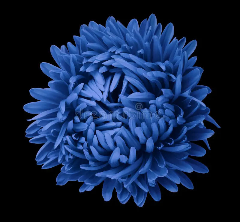 Summer Dark Blue Aster Blooms for Garden Beds