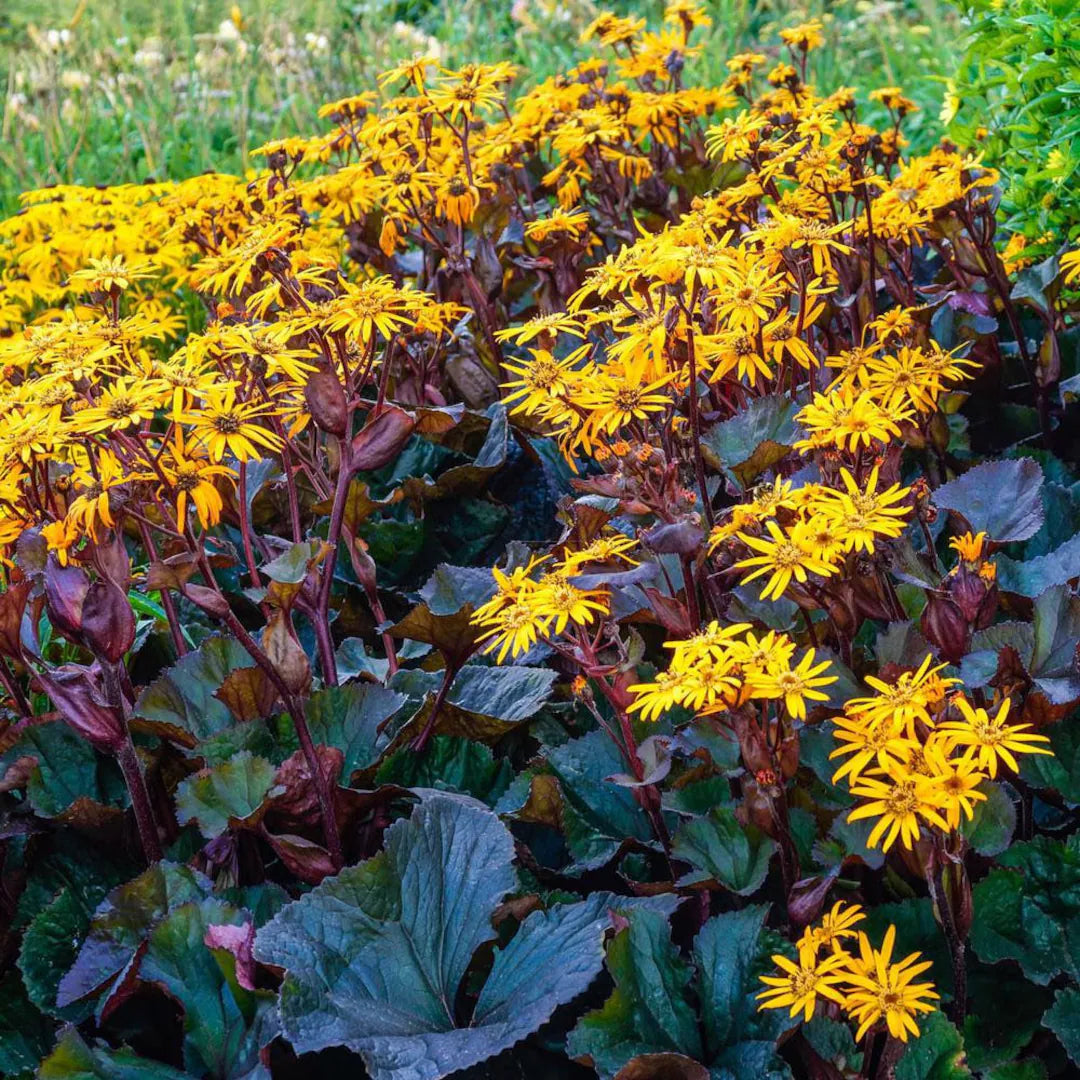 Summer Blooming Britt-Marie Crawford Flowers