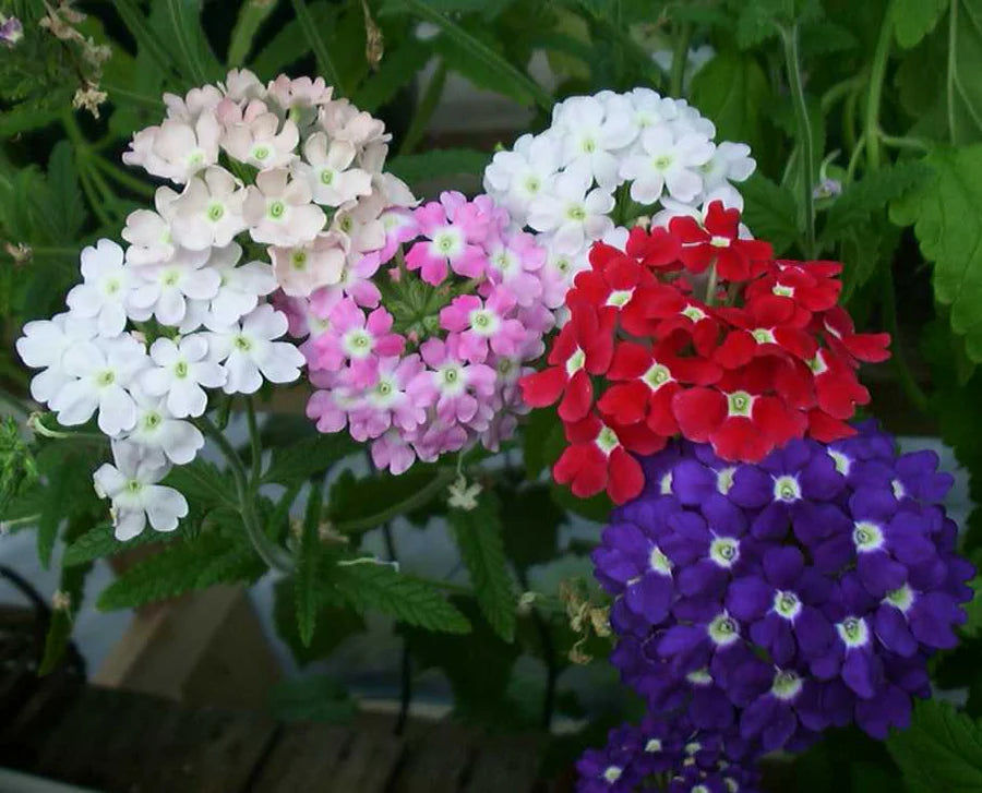 Summer Blooming Dark Pink Verbena Flowers