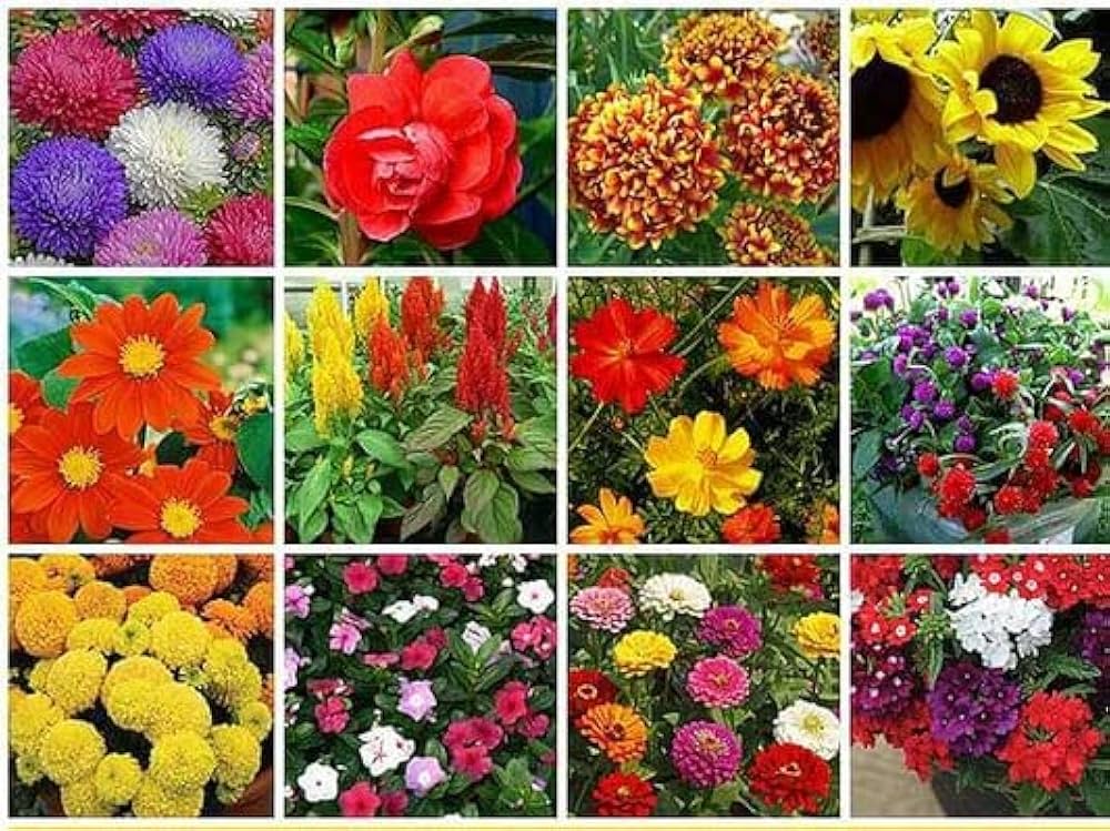 Summer blooming flower bed with multicolored flowers