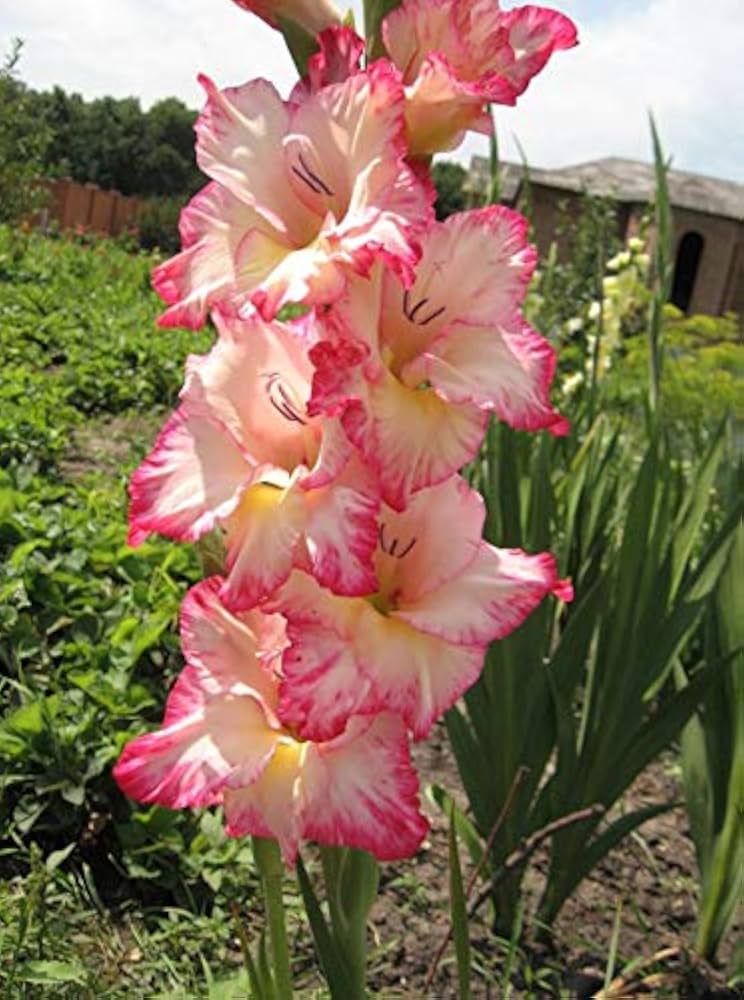 Summer-Blooming Gladiolus Flowers
