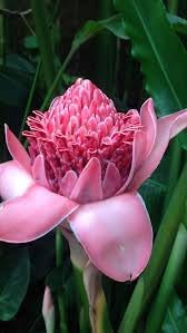 Summer Blooming Pink Torch Ginger Flowers