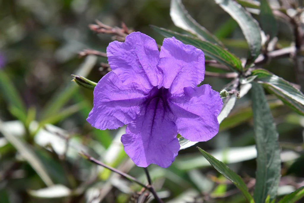 Summer Blooming Ruellia Humilis Flowers