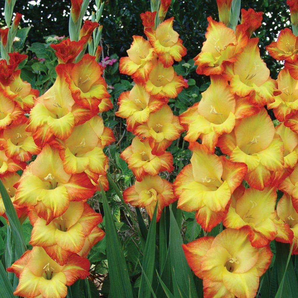 Summer Blooming Yellow Orange Gladiolus