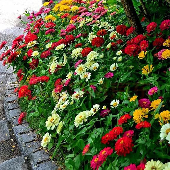 Summer Blooming Zinnia Flowers